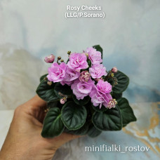 Rosy Cheeks (LLG/P.Sorano) Rosy Cheeks (LLG/P.Sorano)