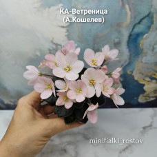 КА-Ветреница (А.Кошелев) КА-Ветреница (А.Кошелев)