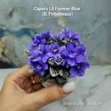 Cajun's Lil Forever Blue (B.Thibodeaux) Cajun's Lil Forever Blue (B.Thibodeaux)