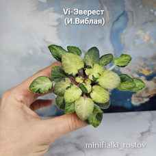 Vi-Эверест (И.Виблая) Vi-Эверест (И.Виблая)