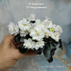 Н-Шартрез (Н.Бердникова) Н-Шартрез (Н.Бердникова)