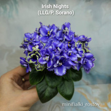 Irish Nights (LLG/P.Sorano) Irish Nights (LLG/P.Sorano)