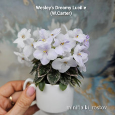 Wesley's Dreamy Lucille (W.Carter)
