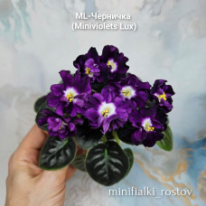 ML-Черничка (Miniviolets Lux) ML-Черничка (Miniviolets Lux)