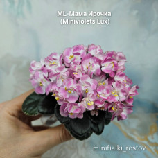 ML-Мама Ирочка (Miniviolets Lux) ML-Мама Ирочка (Miniviolets Lux)