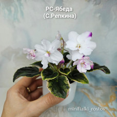 РС-Ябеда (С.Репкина) РС-Ябеда (С.Репкина)
