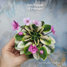 Jolly Pepper (H.Pittman) Jolly Pepper (H.Pittman)