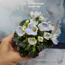 Vi-Лесная Нимфа (И.Виблая)