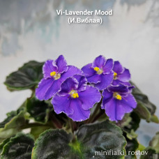 Vi-Lavender Mood (И.Виблая)