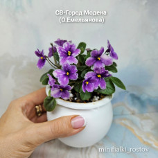 СВ-Город Модена (О.Емельянова) СВ-Город Модена (О.Емельянова)