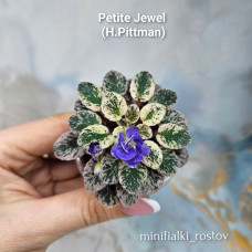 Petite Jewel (H.Pittman) Petite Jewel (H.Pittman)