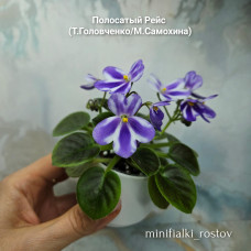 Полосатый Рейс (Т.Головченко/М.Самохина) Полосатый Рейс (Т.Головченко/М.Самохина)
