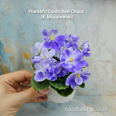 Hunter's Controlled Chaos (K.Muzalewski) Hunter's Controlled Chaos (K.Muzalewski)