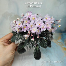 Lemon Cookie (H.Pittman) Lemon Cookie (H.Pittman)