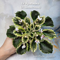 LV-Крапивка (Л.Шевелева) LV-Крапивка (Л.Шевелева)