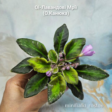 Ol-Лавандовi Мрiї (О.Канюка) Ol-Лавандовi Мрiї (О.Канюка)