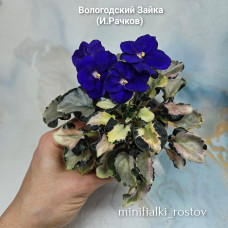 Вологодский Зайка (И.Рачков)