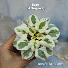 Вито (И.Петрова) Вито (И.Петрова)