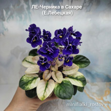 ЛЕ-Черника в Сахаре (Е.Лебецкая) ЛЕ-Черника в Сахаре (Е.Лебецкая)