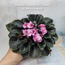 Hunter's Ashes of Roses (K.Muzalewski) Hunter's Ashes of Roses (K.Muzalewski)
