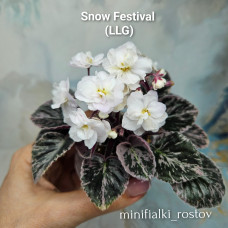 Snow Festival (LLG) Snow Festival (LLG)