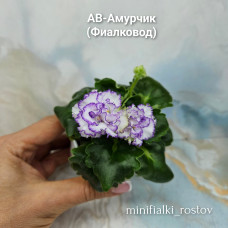 АВ-Амурчик (Фиалковод) АВ-Амурчик (Фиалковод)